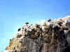 Gorge de yecla vautours chauves sur falaise