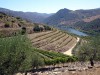 Portugal terrasses vignes de foz do tua avec le douro