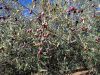 Olives sur l´arbre santa magdalena