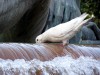 Valencia fontaine du turia pigeon
