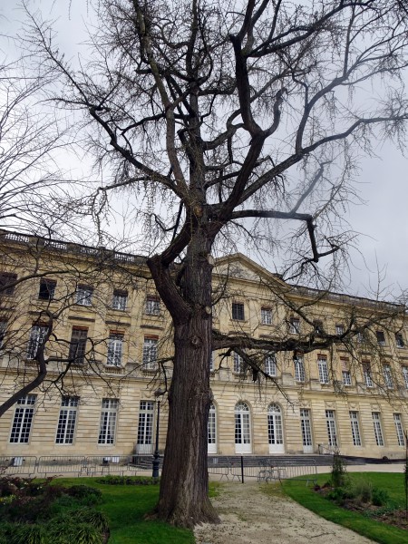  arbre ginkgo biloba au jardin de la mairie de bordeaux