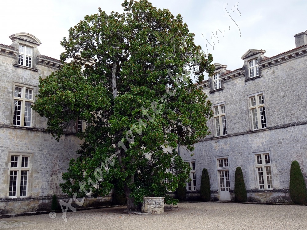 Magnolia devant entree du chateau cazeneuve