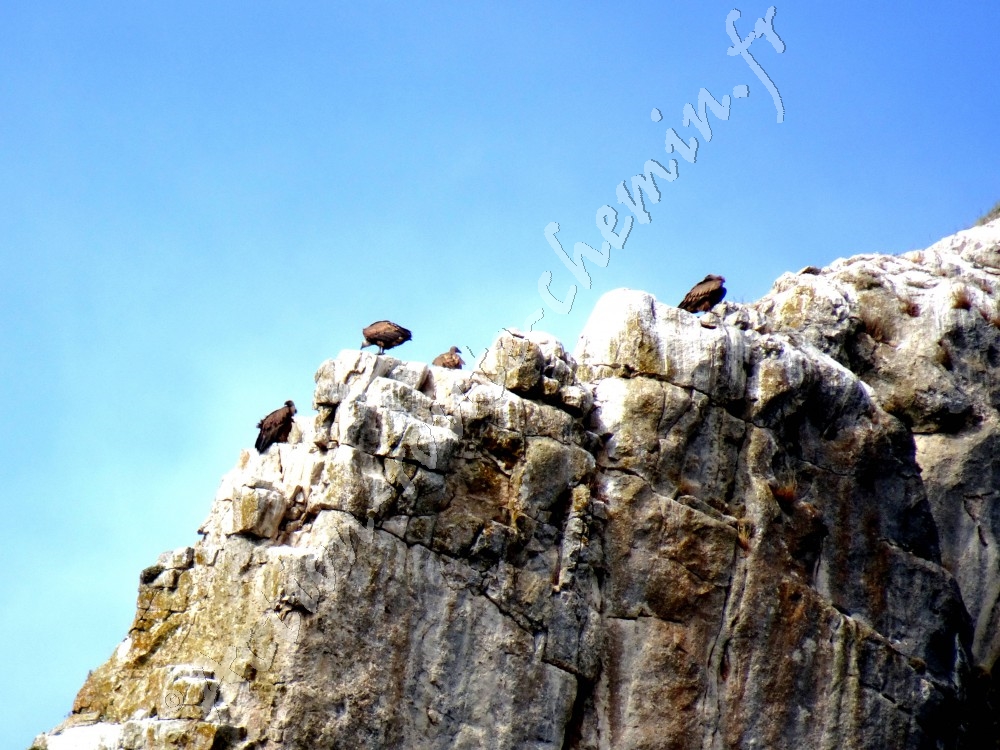 Gorge de Yecla avec vautours chauves sur la falaise