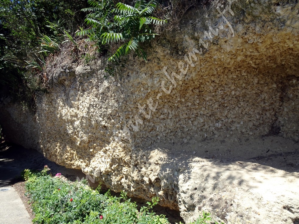 Falaise d’Huitres fossilisées à Sainte Croix du Mont