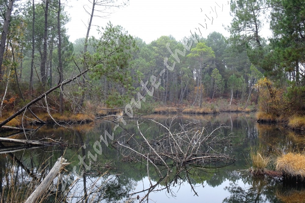 Biodiversite des lacs a hostens