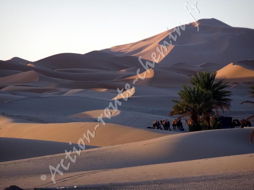 Un spectacle de contraste sur les dunes