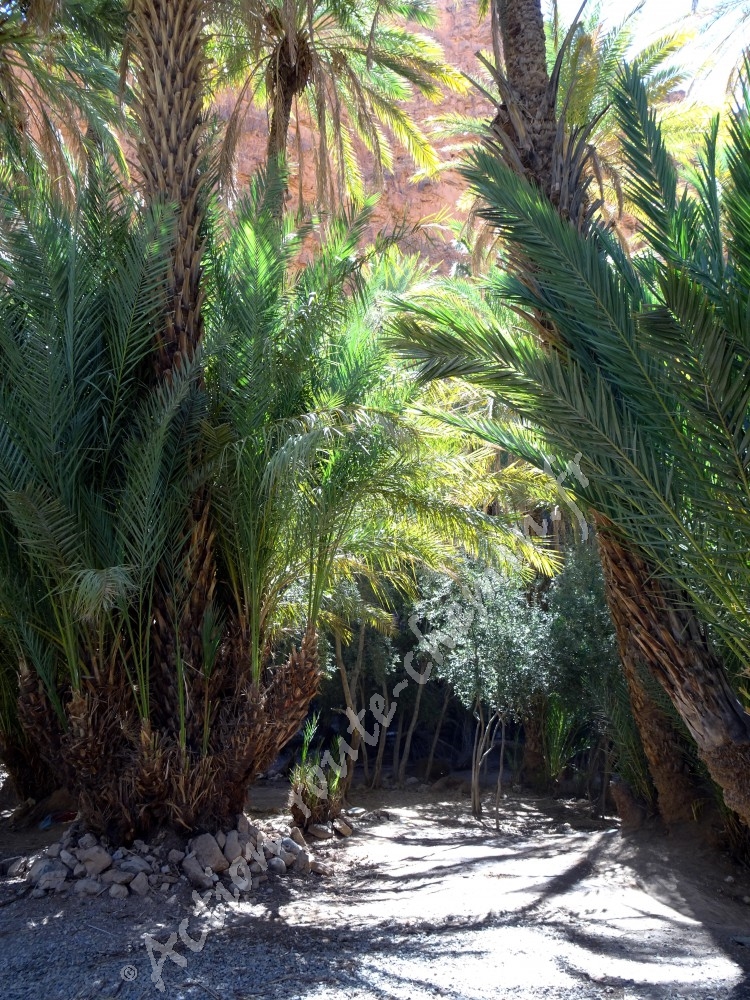 Palmiers a oasis de ait mansour