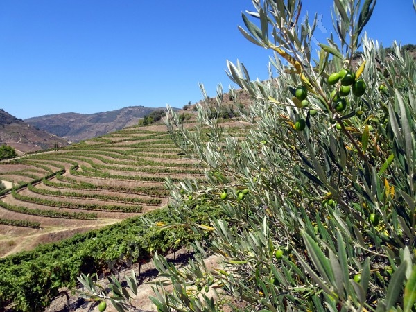  portugal olivier et terrasses vignes de foz do tua