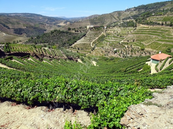  portugal terrasses vignes qui suivent les courbes de niveau de foz do tua