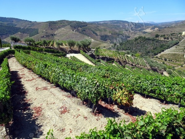  portugal terrasses vignes sans herbe de foz do tua