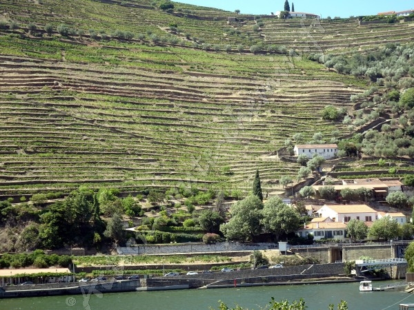  portugal pinhao avec ses vignes en terrasses