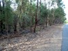  ecorce eucalyptus a monsanto au portugal