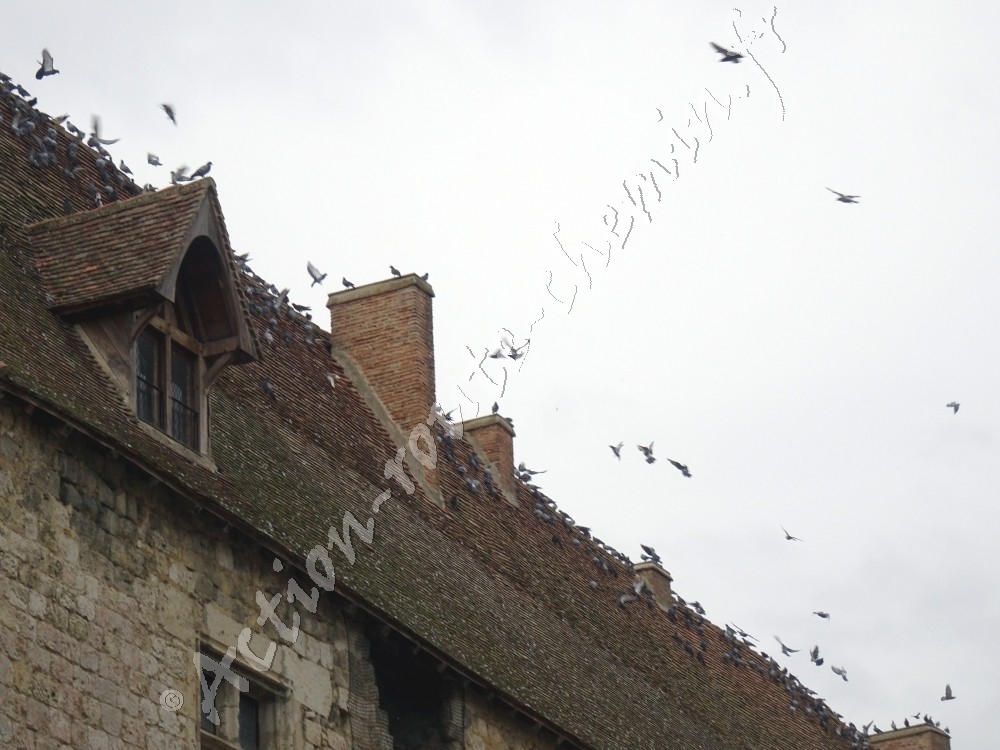 Nerac chateau et pigeons