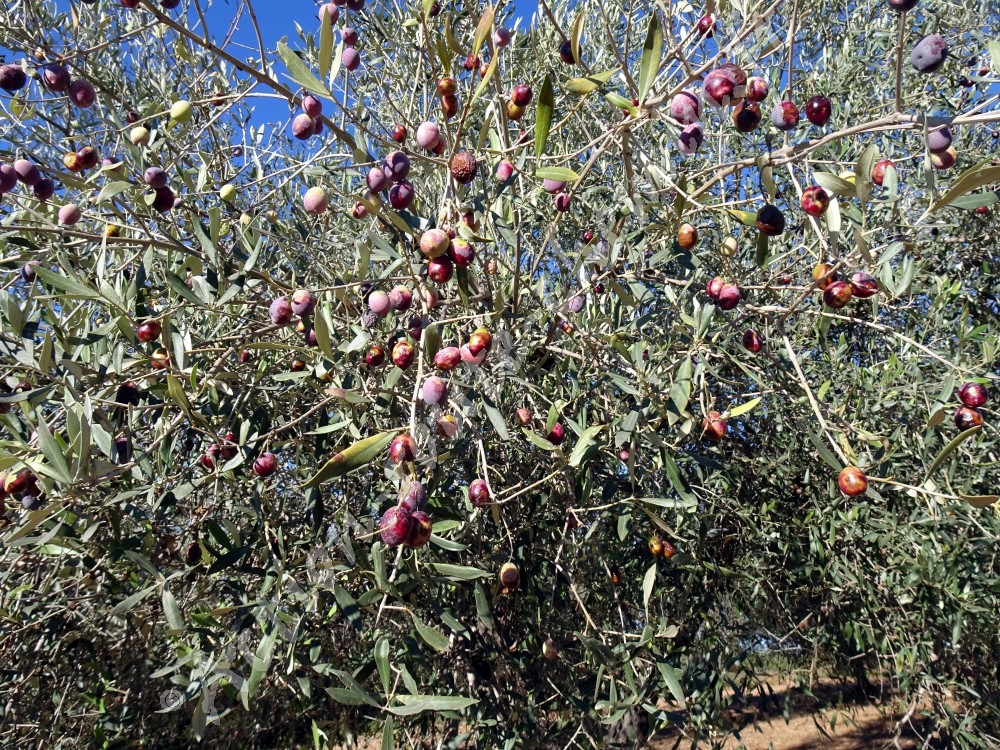 Olives sur l´arbre - Santa Magdalena