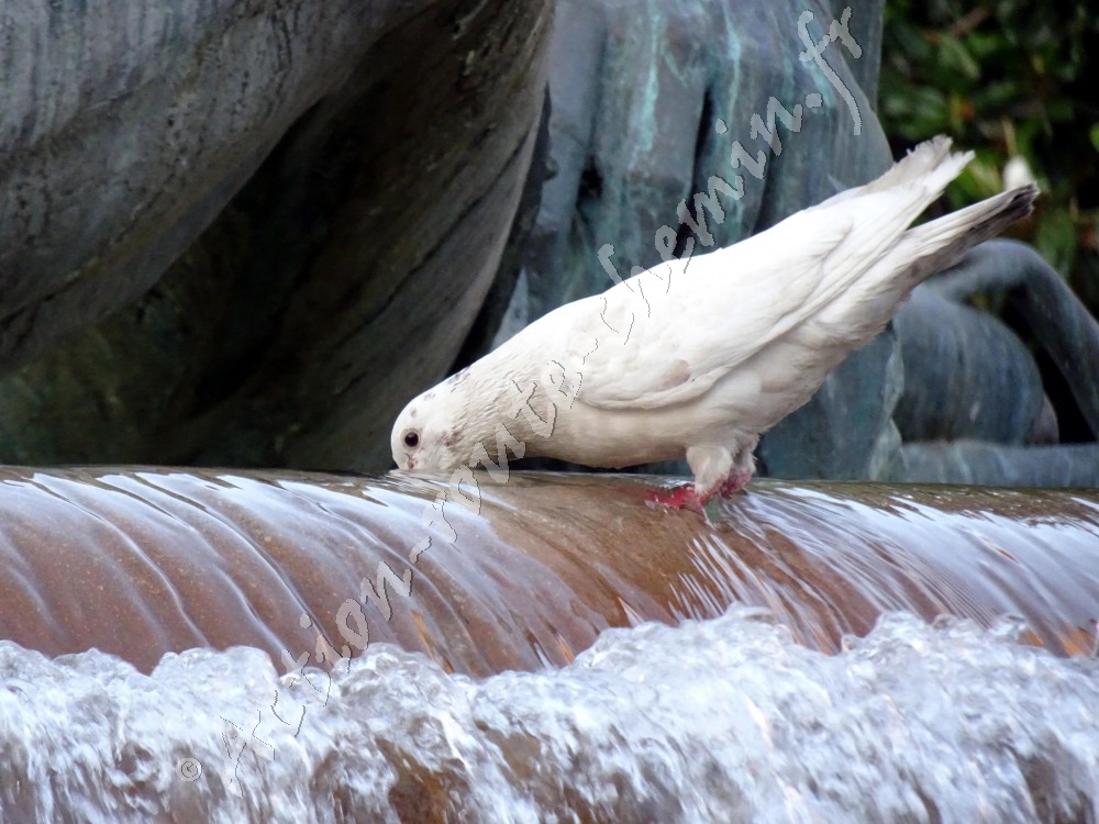 Pigeon fontaine del Turia