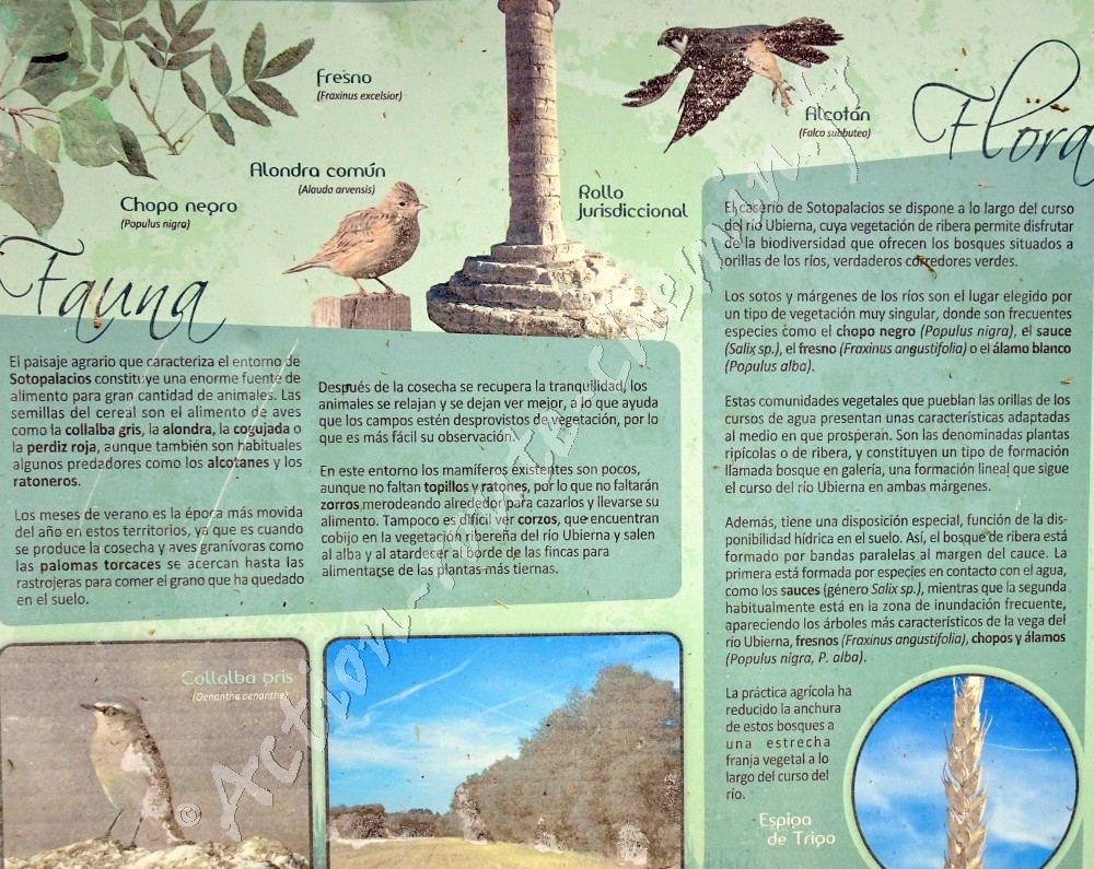 Informations - ville de Sotopalacios