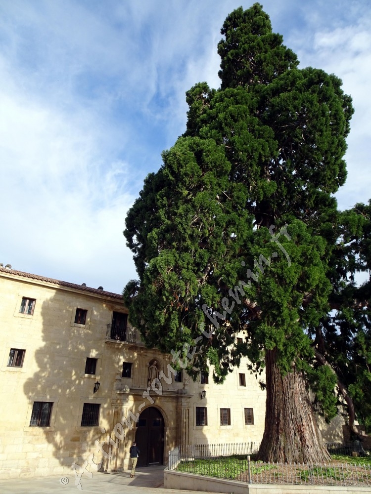 Cèdre centenaire Real monastère de Caleruega
